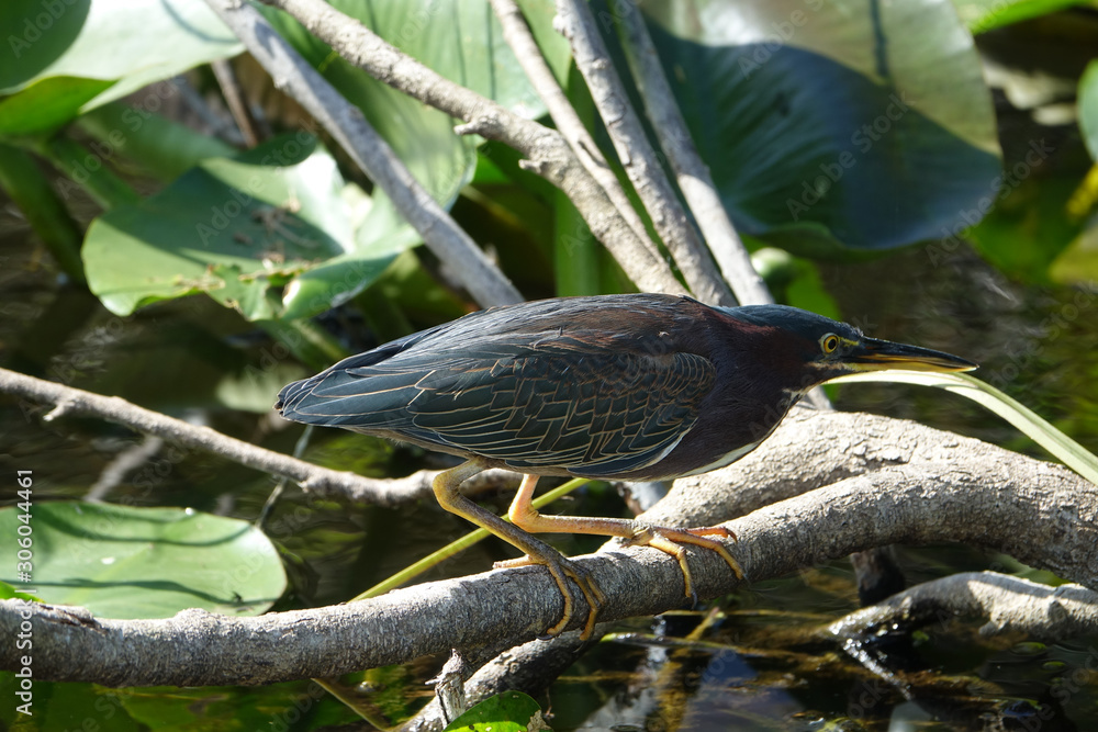 Fototapeta premium Green Heron in Shark Valley Everglades National Park