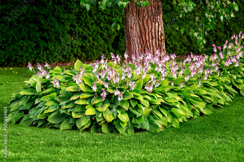 Canvas Print a landscape design flowerbed with pink flowers and green lawn with trees in the garden