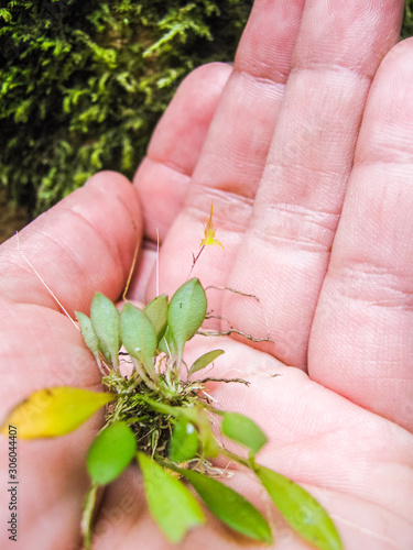 Hand holding a small yellow orchid