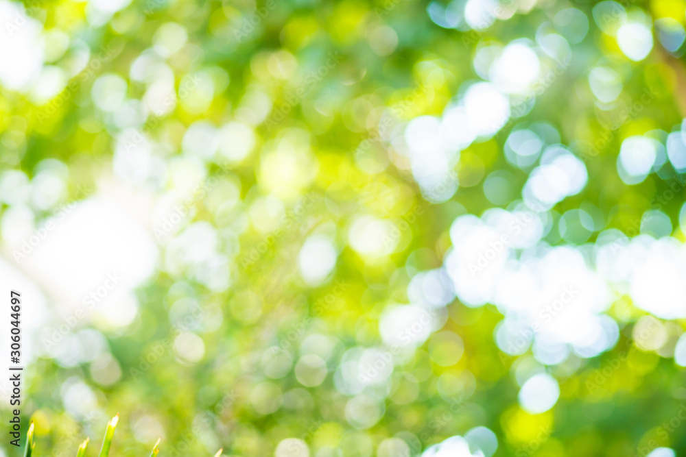 Fototapeta premium Abstract blurred green tree leaf forest with sun beam