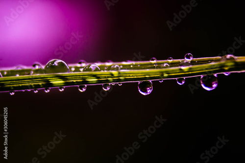 Water droplets on grass pink background