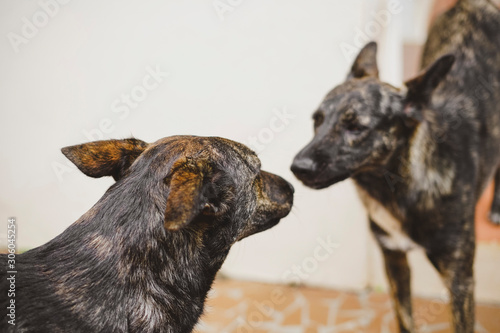 portrait of a twins dog
