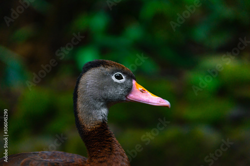 side portrait of a duck