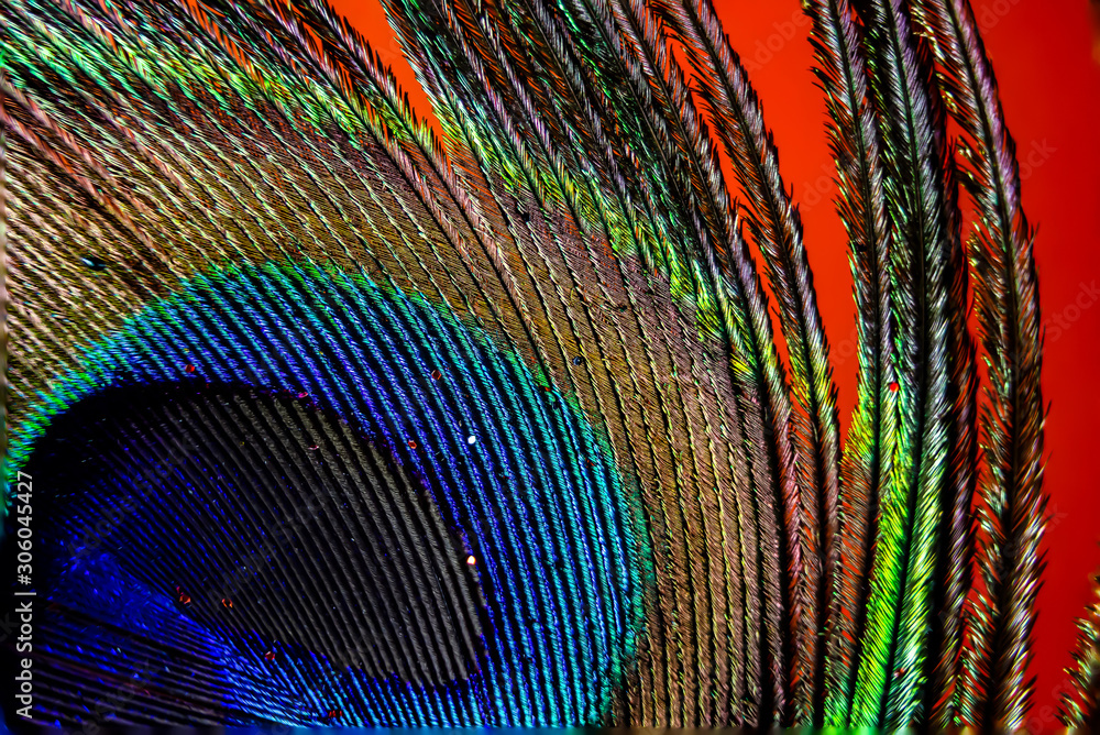 Obraz premium peacock feather close up