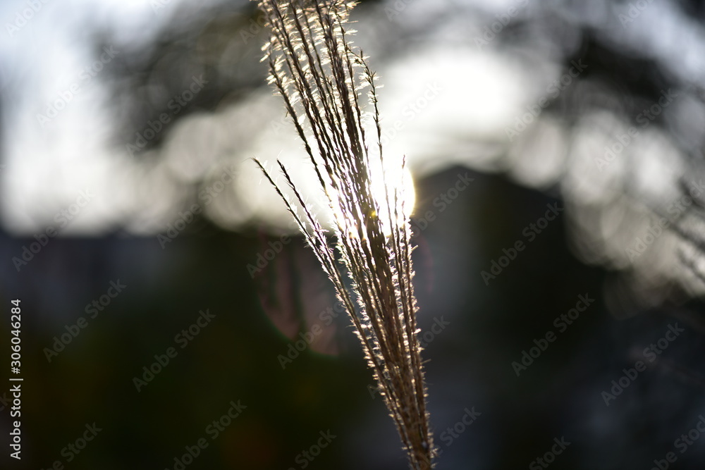 Fototapeta premium ears of wheat