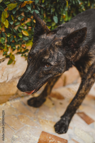 Fototapeta Naklejka Na Ścianę i Meble -  portrait of a dog