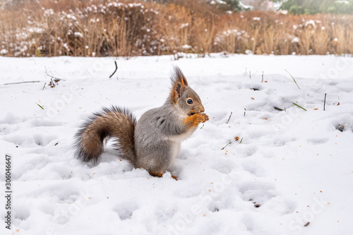 The squirrel sits on white snow