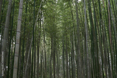 the bamboo forest in kyoto