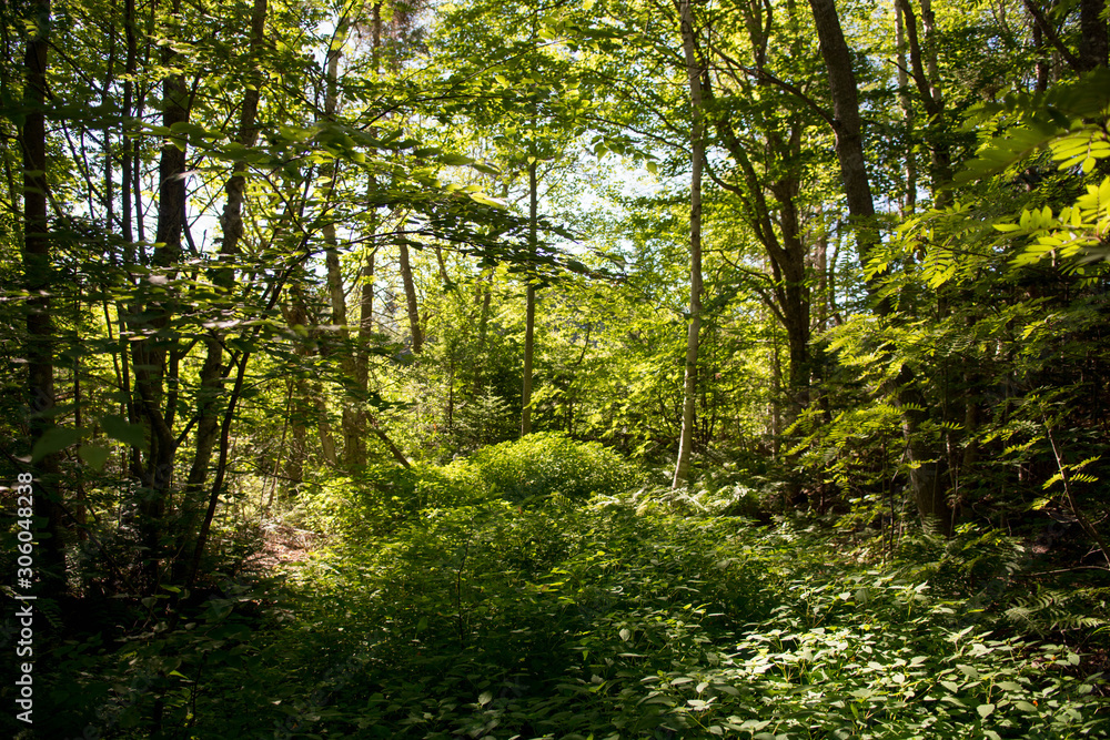 Obraz premium PEI walking path