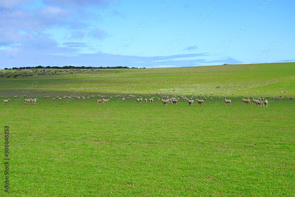 View of sheep grazing on a green field by the beach on the Coral Coast in West Australia