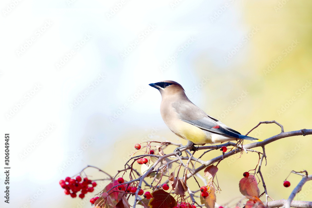 Cedar Waxwing Bird Cedar Waxwing Bird
