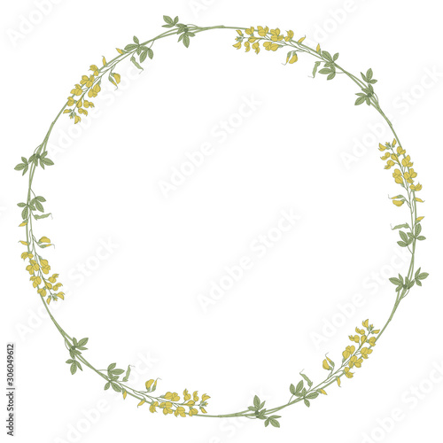 Isolated vector illustration. Round floral decor or frame with branches of Meadow Vetchling or Yellow Pea flower. Lathyrus pratensis. Vintage style.