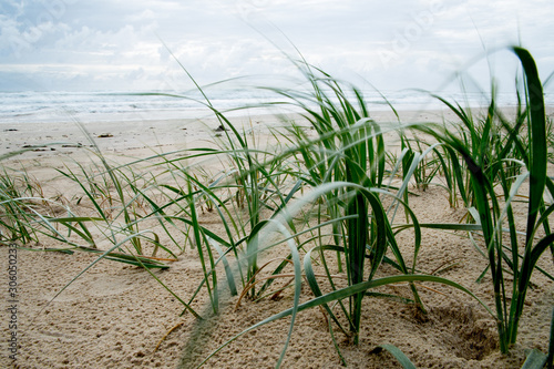 Grass on Australia beach