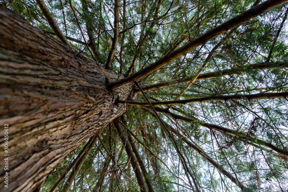Ταπετσαρία Old big tree on color background with blue sky in Nanaimo, British Colombia