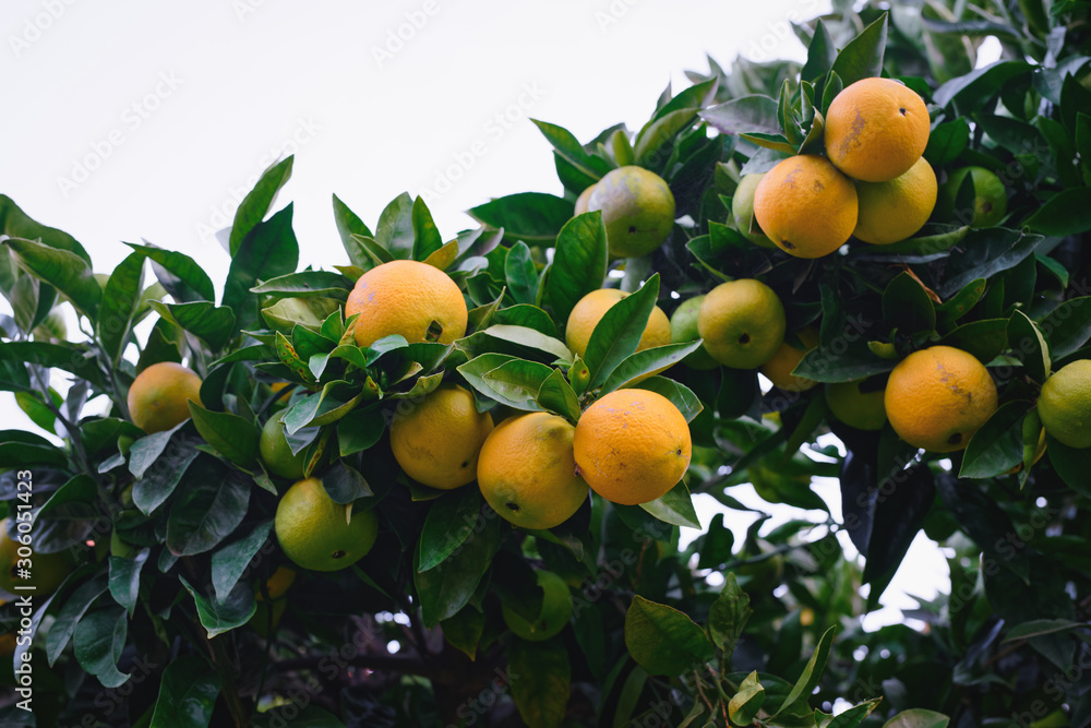 Orange tree with fruits, low angle view against clear sky background