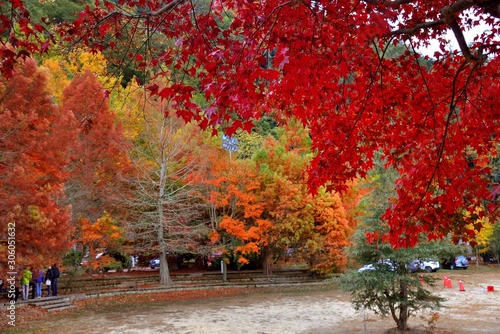 Wallpaper Mural Maple Leaf is Autumn background with red & yellow leaves.(Wuling Farm in Taichung,Taiwan) Torontodigital.ca
