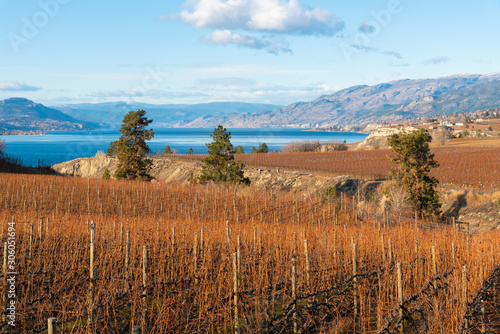 Vineyards on the Naramata Bench with view of Okanagan Lake and mountains in late autumn