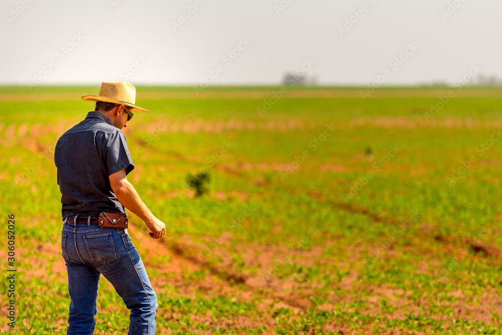 custom made wallpaper toronto digitalAgronomist inspects soybean crop in agricultural field - Agro concept - farmer in soybean plantation on farm