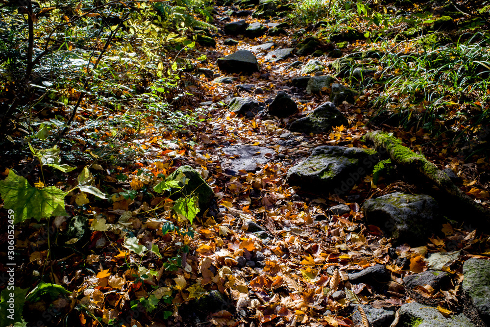 Fototapeta premium 大山行者コースの秋（大山隠岐国立公園/鳥取県）