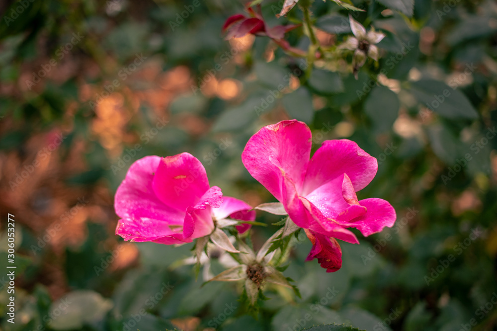 Obraz premium pink rose bush