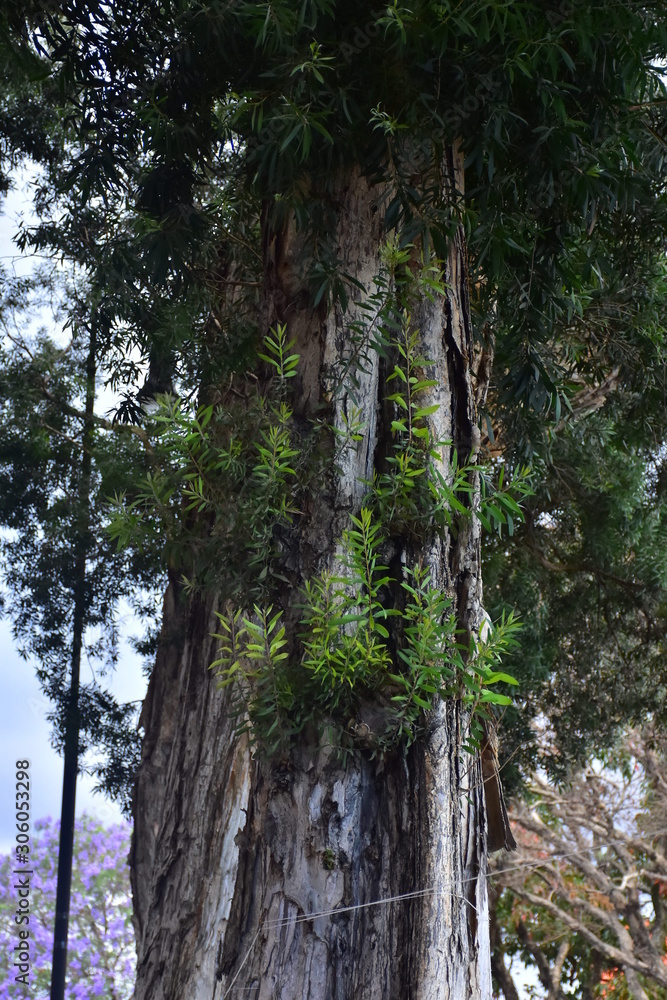 Fototapeta premium Arboles de Ciudad