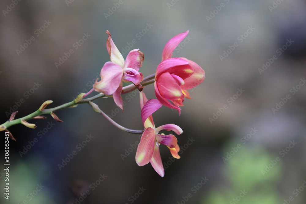 Fototapeta premium orchid