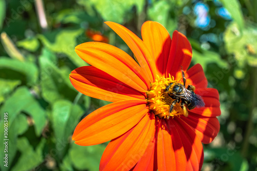 Bee on an Orange Flower