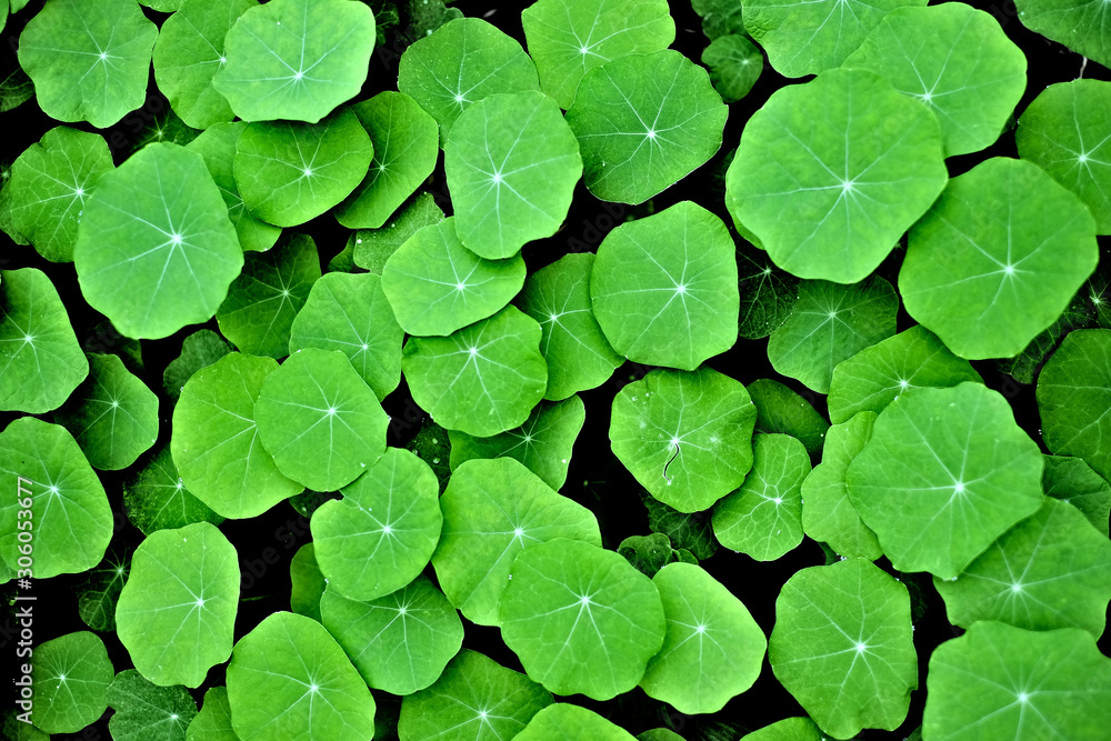 Lush green nasturtium leaves, flat lay top view. Lush green nasturtium leaves, flat lay top view.