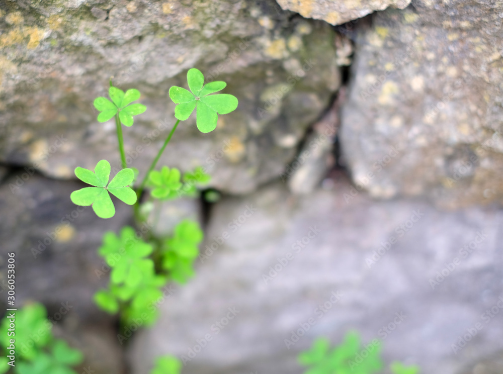 Fragile delicate trefoil plant on a stone wall. Fragile delicate trefoil plant on a stone wall.
