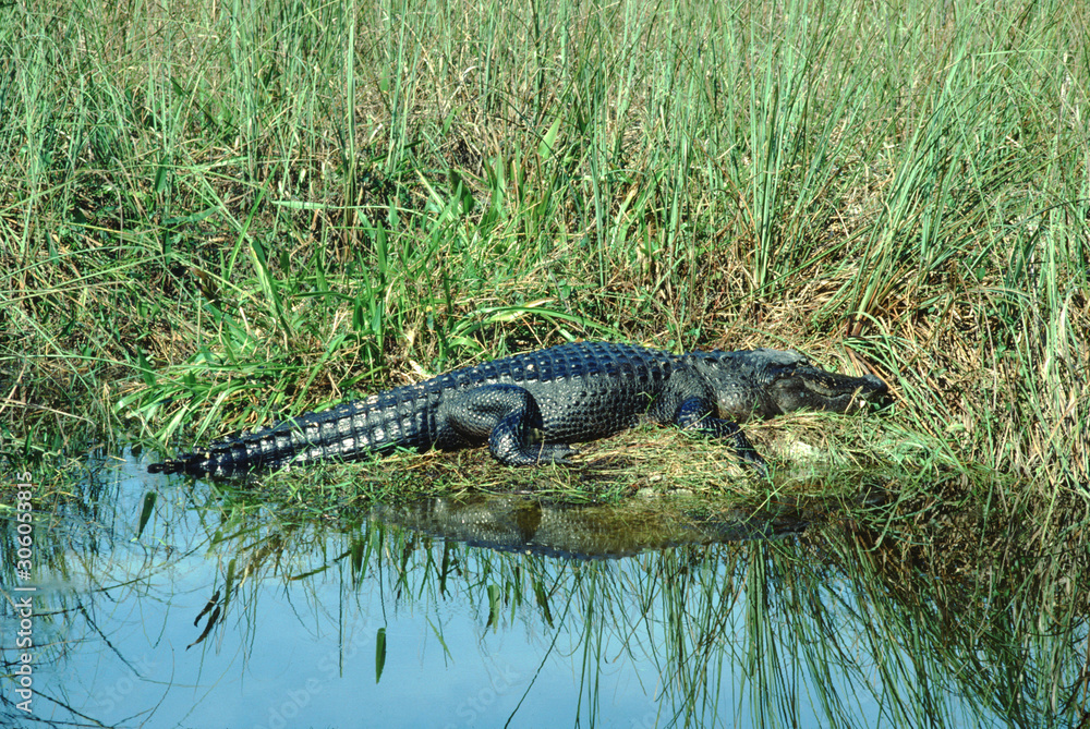 American Alligator (Alligator Mississippiensis) American Alligator (Alligator Mississippiensis)