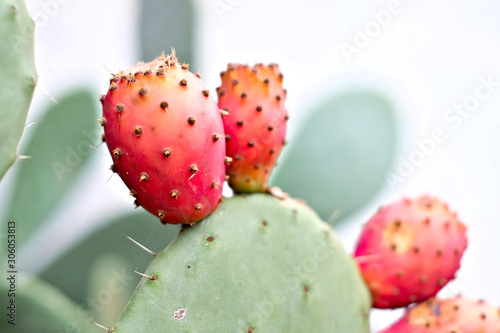 Isolated opuntia fruits with green nopals in blurred background. photo