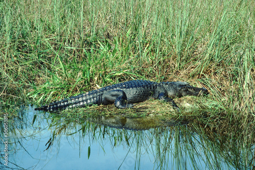 American Alligator (Alligator Mississippiensis)