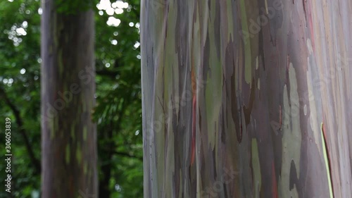Rainbow Eucalyptus Trees 