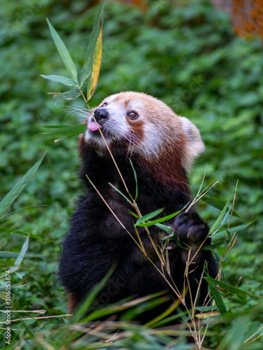 rare red panda in the forest