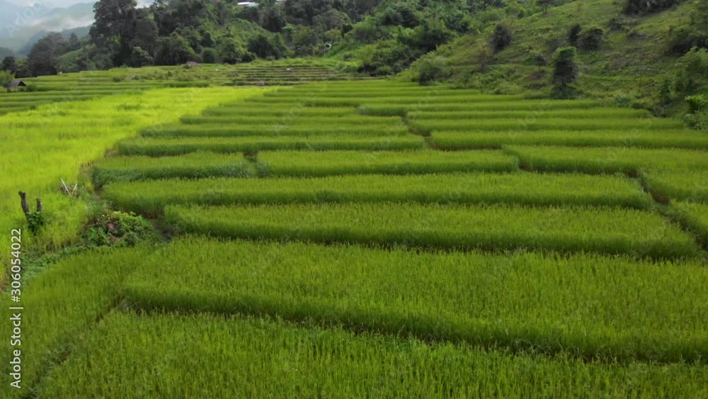 4k Low angle Drone shot over green agriculture rice field , south east asia, Pattern nature, Thailand Natural the texture, Cultivation, Asian farming, gardening, seed growth, cultivating, harvesting 4k Low angle Drone shot over green agriculture rice field , south east asia, Pattern nature, Thailand Natural the texture, Cultivation, Asian farming, gardening, seed growth, cultivating, harvesting