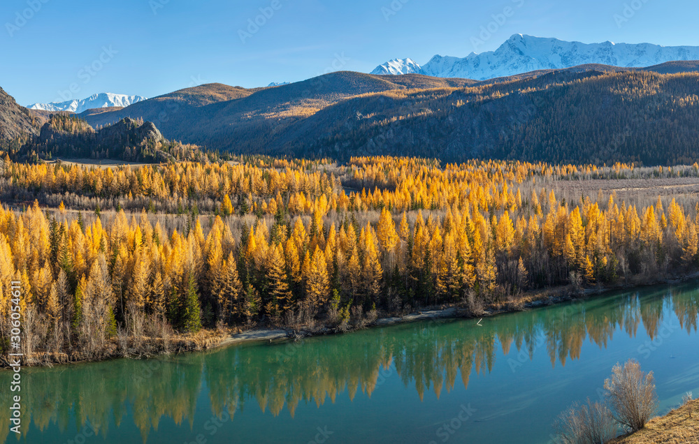 Wild mountain river, forest shores. Autumn view, sunny day. Blue sky and snow-capped peaks.