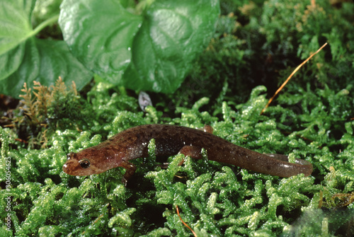 Dusky Salamander (Desmognathus Fuscus)