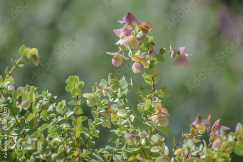 Flowering oregano plant closeup.