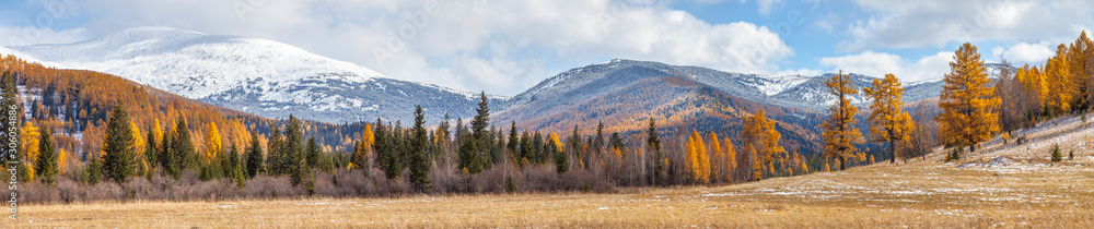 Panoramic autumn view, extra wide.   Nature of Siberia, wild place, sunny day. Mountain taiga, snow-capped peaks.