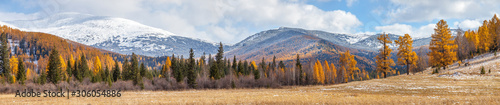 Panoramic autumn view, extra wide. Nature of Siberia, wild place, sunny day. Mountain taiga, snow-capped peaks.