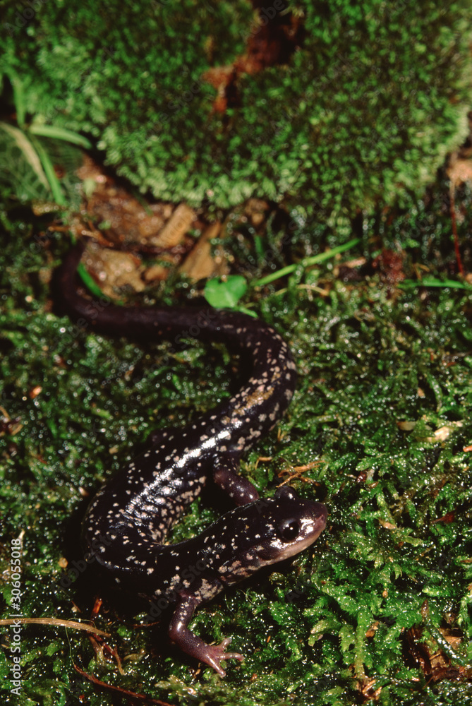 Obraz premium Northern Slimy Salamander (Plethodon Glutinosus)