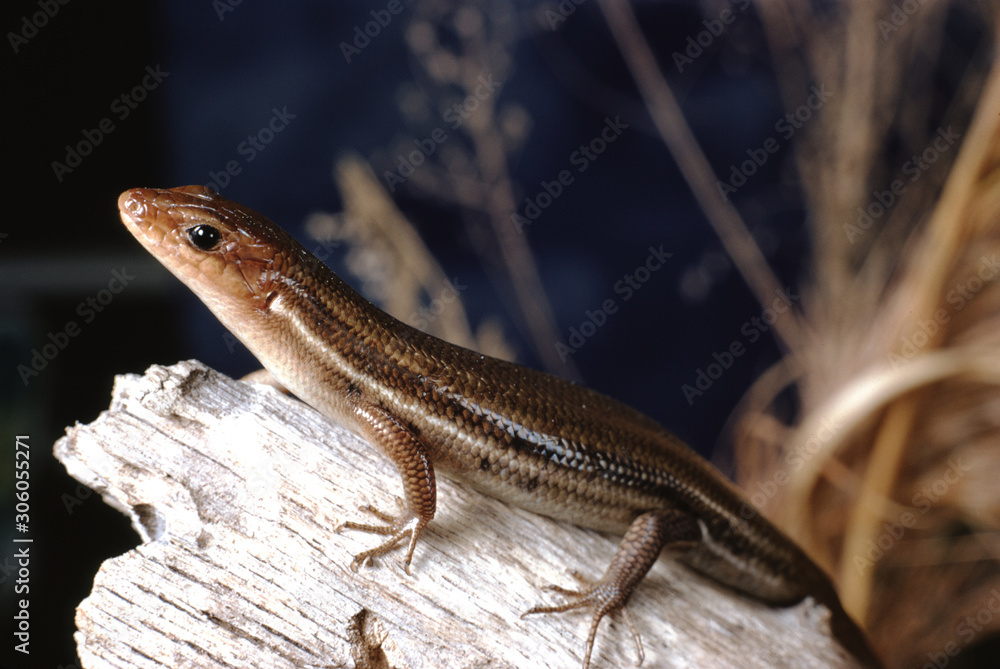 Southeastern Five-Lined Skink (Plestiodon Inexpectatus) Southeastern Five-Lined Skink (Plestiodon Inexpectatus)