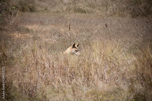 Dingo dog sitting in the long grass - Australia