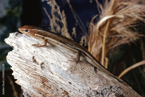 Southeastern Five-Lined Skink (Plestiodon Inexpectatus) photo