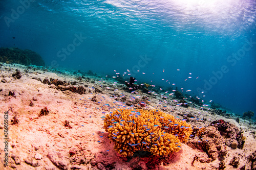 Fototapeta Naklejka Na Ścianę i Meble -  Tropical fish swimming around the coral reef in Tonga