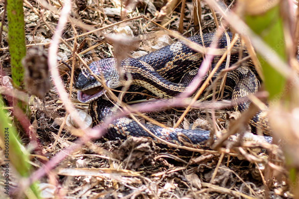 Fototapeta premium Corn Snake eating a rat in the field