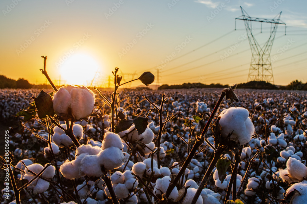 Cotton Field at Sunset