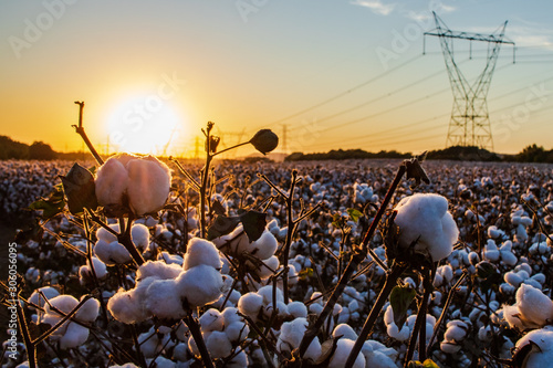 Obraz na płótnie Cotton Field at Sunset w salonie