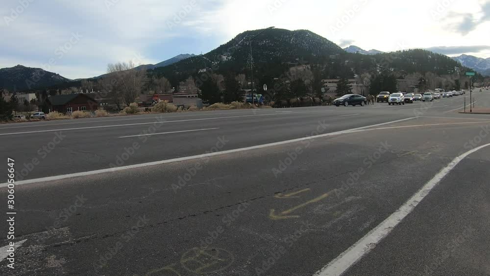 Cars are stopped dead in their tracks as elk cross the road right in the middle of town in Estes Park Colorado. Cars are stopped dead in their tracks as elk cross the road right in the middle of town in Estes Park Colorado.