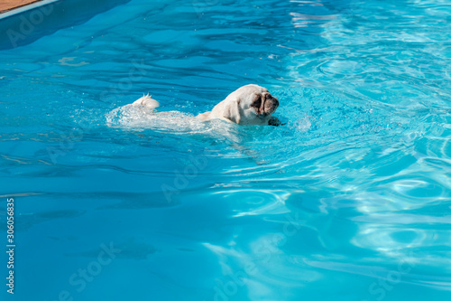 Beautiful white pug female swimming.